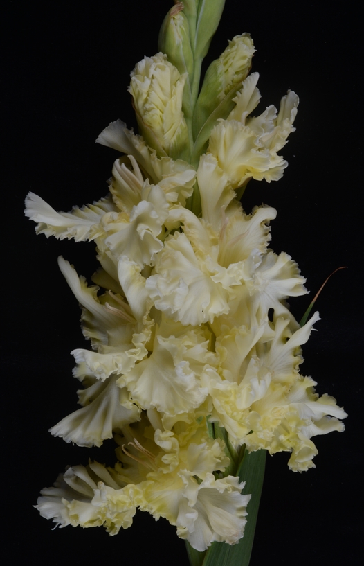 Гладиолус крупноцветковый Белый И Пушистый